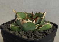 アガベ・チタノタ 疣猪/丸叶背刺（芽）-028｜agave titanota warthog
