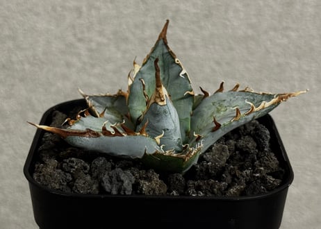 アガベ・チタノタ LQH_土（芽）013｜agave titanota saturn