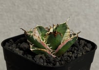 アガベ・チタノタ シーザー/凱撒 覆輪（芽）-002｜agave titanota caesar ver.margination