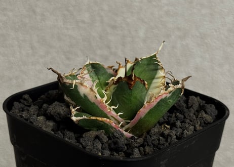 アガベ・チタノタ シーザー/凱撒 覆輪（芽）-002｜agave titanota caesar ver.margination