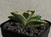 アガベ・チタノタ　CJ-Special（芽/※孫株）-017｜agave titanota CJ-Special