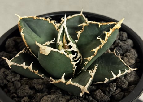 ◆厳選◆アガベ・チタノタ 狼人（小株）-049｜agave titanota were wolf