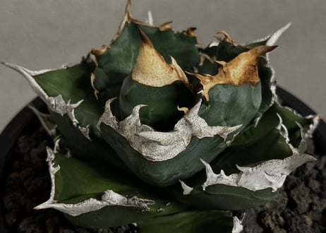 アガベ・チタノタ 白火焔(中株/台湾Hanes)-037｜agave titanota white flame