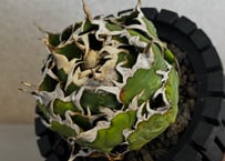 アガベ・チタノタ白鯨（ボールタイプ／４号）-103｜agave titanota white whale
