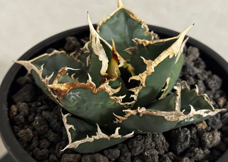 ◆厳選◆アガベ・チタノタ 狼人（小株）-048｜agave titanota were wolf