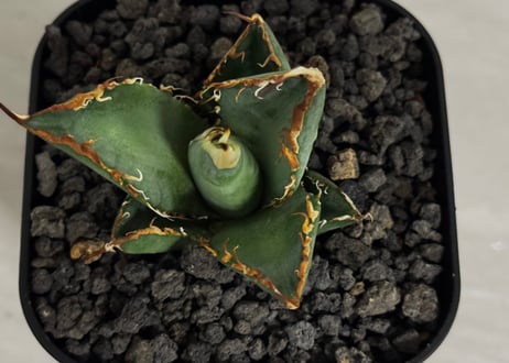 アガベ・チタノタ 吸血鬼（芽）001｜agave titanota vampire