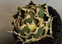 アガベ・チタノタ白鯨覆輪（ボールタイプ／4号）-019｜agave titanota white whale