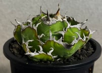 ◆厳選◆アガベ・チタノタ白鯨-049｜agave titanota white whale