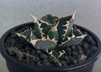 ◆厳選◆アガベ・チタノタ 狼人（小株）-044｜agave titanota were wolf