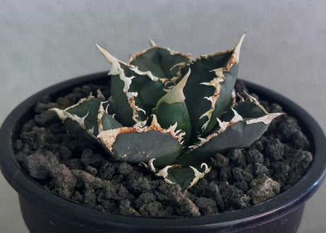 ◆厳選◆アガベ・チタノタ 狼人（小株）-044｜agave titanota were wolf