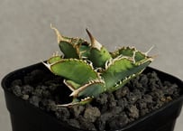 アガベ・チタノタ 万妖后（芽）-006｜agave titanota wan yao hou