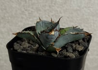 アガベ・チタノタブルー選抜/L18（芽）-005｜agave titanotablue_L18