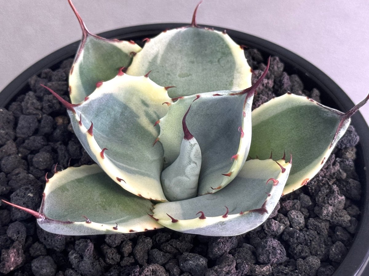 アガベ・パリー（オリザバ）｜（芽）-002｜ agave parryi var. trunca