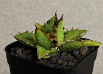 アガベ・ハイブリッド 萬代 X 厳竜（寛版刺/Lize血統）芽-012｜agave titanota×lophantha（ Hybrid）