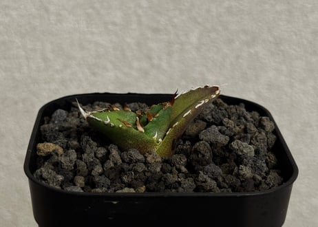 アガベ・チタノタ　USFO(芽)-002｜agave titanota USFO