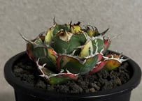 アガベ・チタノタ白鯨（覆輪）-016｜agave titanota white whale ver.margination