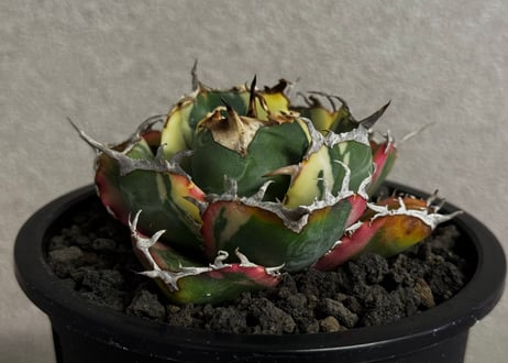 アガベ・チタノタ白鯨（覆輪）-016｜agave titanota white whale ver.margination