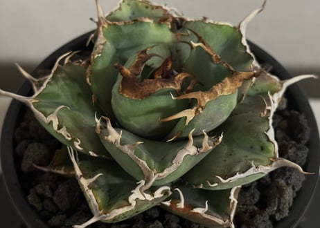 アガベ・チタノタ 澳洲鑽石(芽)-007｜agave titanota australia diamond