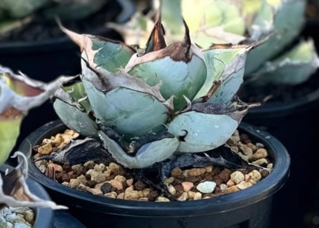 アガベ・チタノタ LQH_土（芽）013｜agave titanota saturn