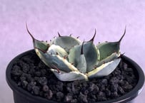 アガベ・パリー（オリザバ）｜（芽）-002｜ agave parryi var. truncata Orizaba