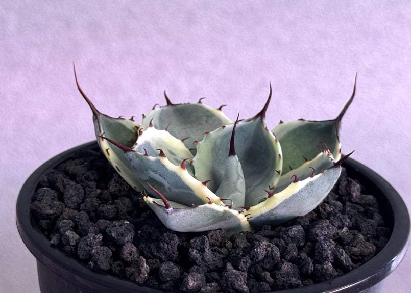 オリザバ　パリー　パリートランカータ　アガべ アガベ・パリー（オリザバ）｜（芽）-002｜ agave parryi var. trunca