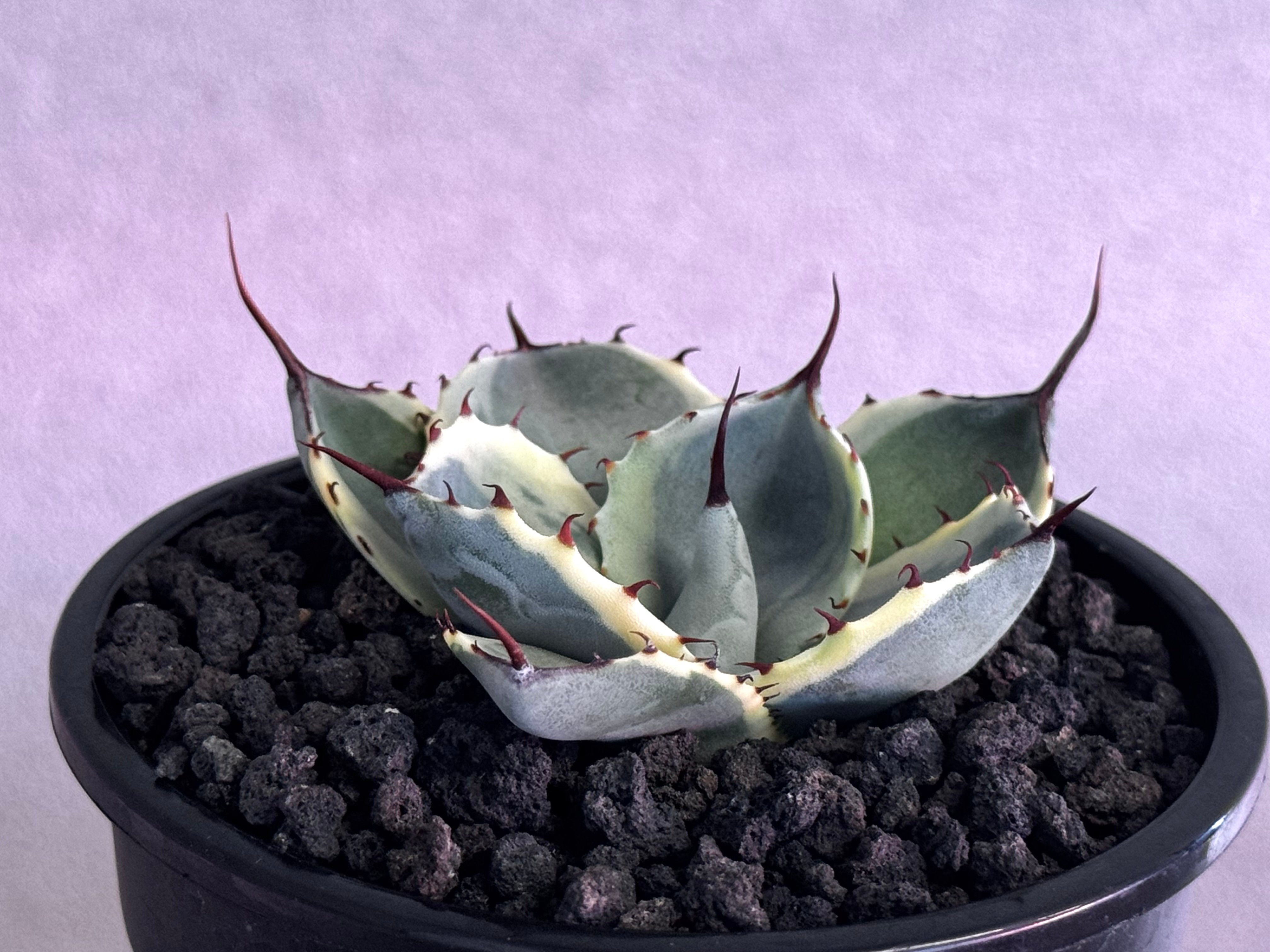 907 【上澳園芸】アガベ パリー トランカータ オリザバ アガベ・パリー（オリザバ）｜（芽）-002｜ agave parryi var. trunca