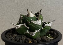 アガベ・チタノタ 白火焔(台湾Hanes)-046｜agave titanota white flame