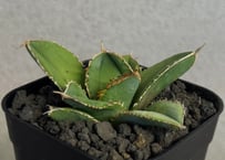 アガベ・チタノタ 白毫刺（芽）-033｜agave titanota