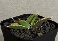 アガベ・チタノタ 万妖后（芽）-007｜agave titanota wan yao hou