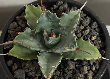 アガベ ハイブリッド・甲蟹×妖炎 (小株/実生)-008｜Agave hybrid isthmensis × utahensis var. eborispina