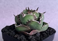 アガベ・チタノタ（ノーネーム）007｜agave titanota No Name