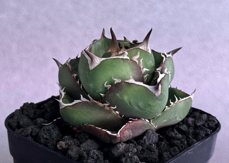 アガベ・チタノタ（ノーネーム）007｜agave titanota No Name