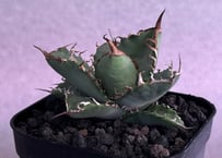 アガベ・チタノタ 黒犀牛（芽）-041｜agave titanota black rhino