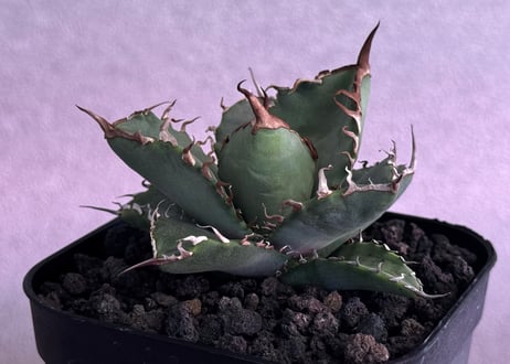 アガベ・チタノタ 黒犀牛（芽）-041｜agave titanota black rhino