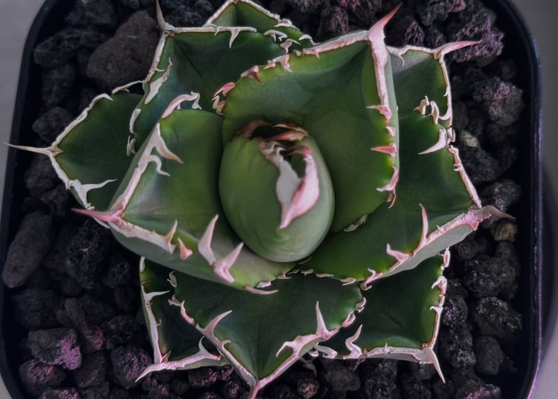 アガベ・チタノタ 立可白/SAD(芽）-054｜agave titanota south af