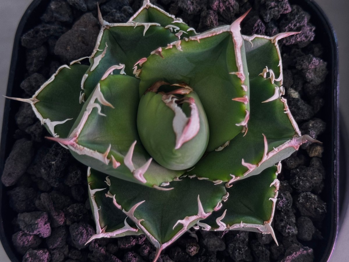 アガベ・チタノタ 立可白/SAD(芽）-054｜agave titanota south af