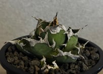 アガベ・チタノタ シーザー/凱撒（台湾Hanes）-073｜agave titanota caesar