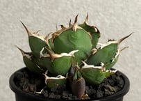 アガベ・チタノタ ミルクリップス（牛奶唇邊）芽-017｜agave titanota milk lips