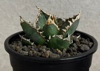 ◆厳選◆アガベ・チタノタ 狼人（小株）-051｜agave titanota were wolf