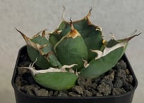 アガベ・チタノタ 鬼爪(芽/大)-006｜agave titanota ghost claw