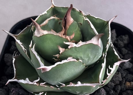 アガベ・チタノタ（ノーネーム）008｜agave titanota No Name