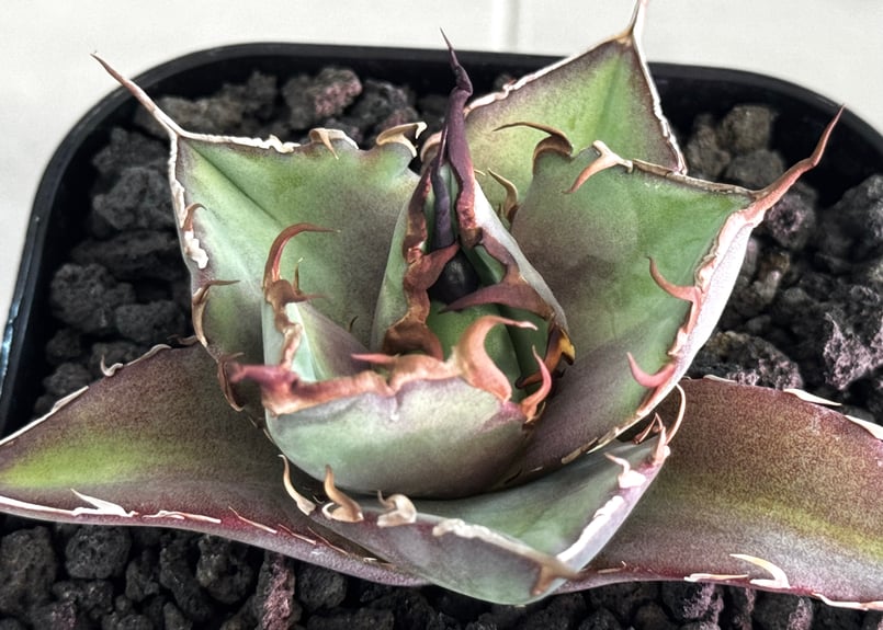 アガベ・チタノタ インフェルノ(芽)-002｜agave titanota inferno |