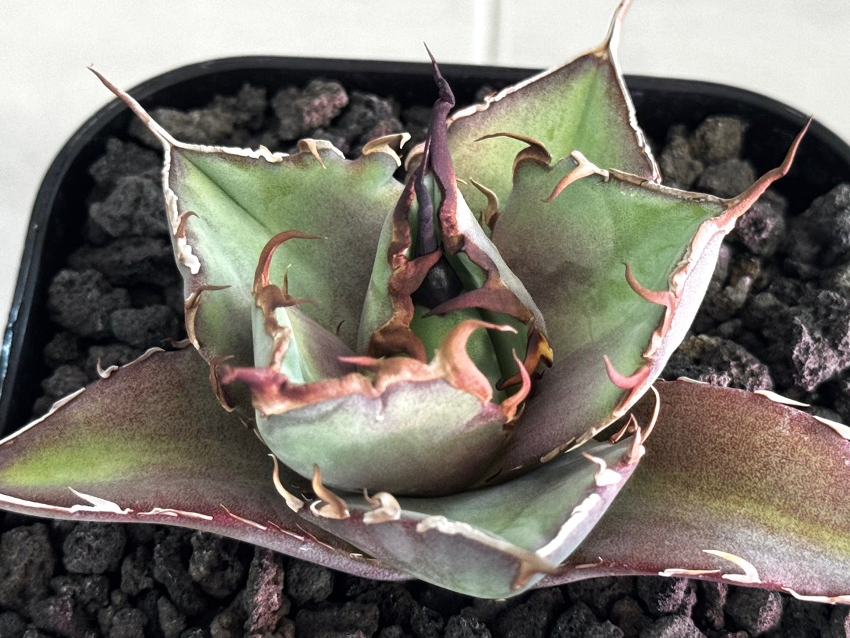 アガベ・チタノタ インフェルノ(芽)-002｜agave titanota inferno |