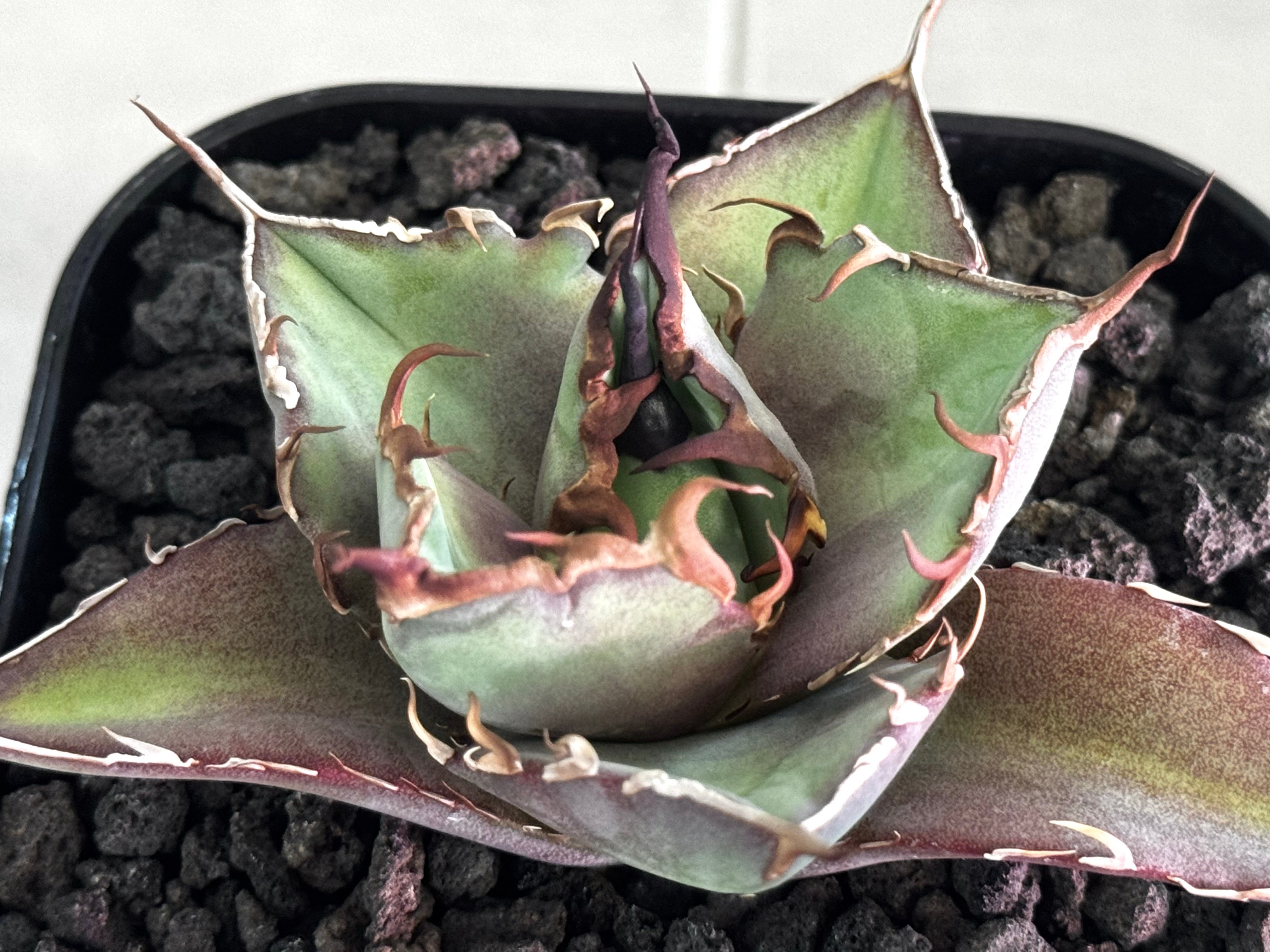 アガベ・チタノタ インフェルノ(芽)-002｜agave titanota inferno |