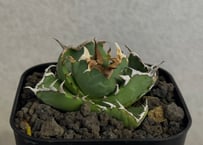 アガベ・チタノタ 螃蟹（芽）- 020｜agave titanota Crab