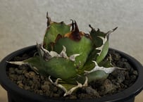 アガベ・チタノタ ハデス 黒帝斯(台湾Hanes) -042｜agave titanota hades
