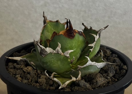 CATEGORY Titanota Hades｜黒帝斯/恐竜牙歯 | Plus_Plants