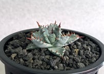 【特選】アガベ ハイブリッド・甲蟹×妖炎 (芽)-002｜Agave hybrid isthmensis × utahensis var. eborispina
