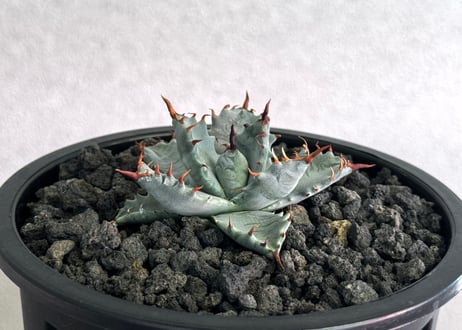 【特選】アガベ ハイブリッド・甲蟹×妖炎 (芽)-002｜Agave hybrid isthmensis × utahensis var. eborispina