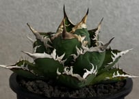 ◆厳選◆アガベ・チタノタ 海王（中株）-041｜agave titanota aqua man
